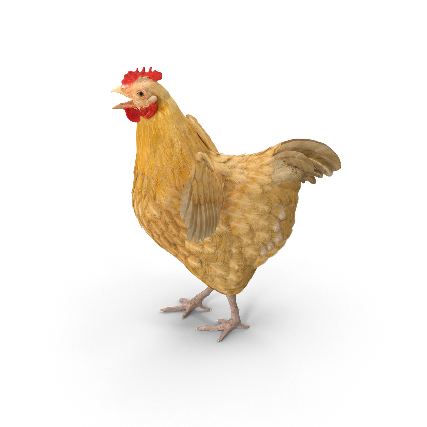 Chicken
