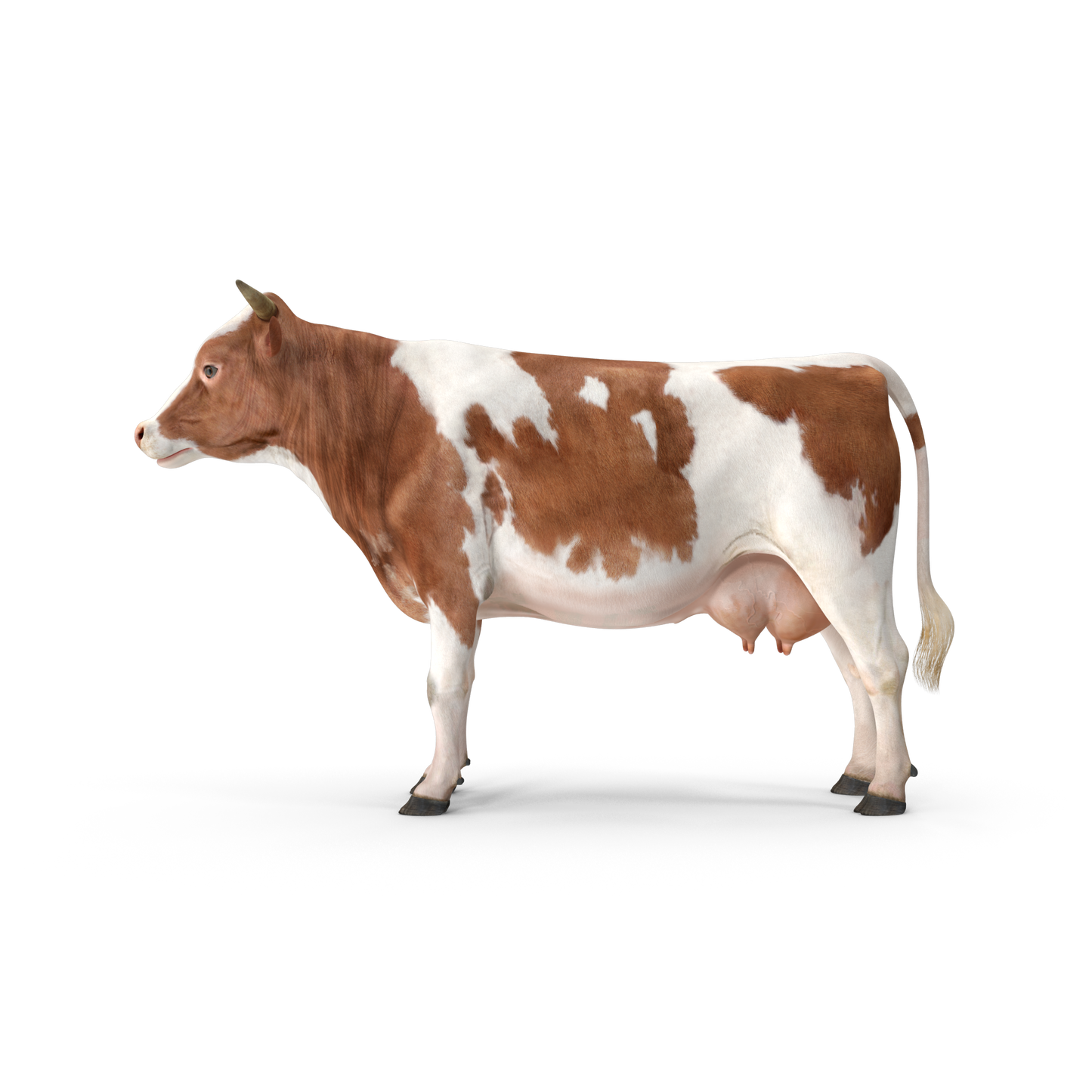 Cow