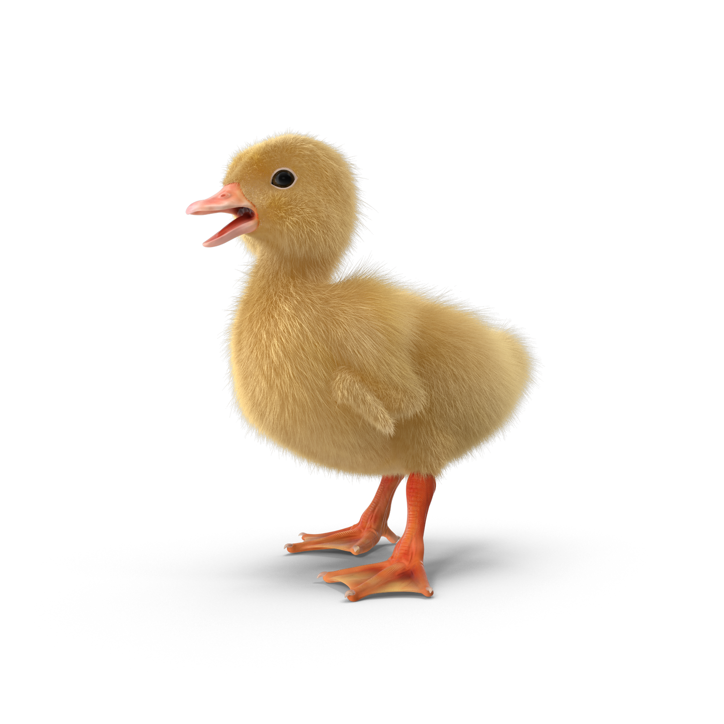 Duck