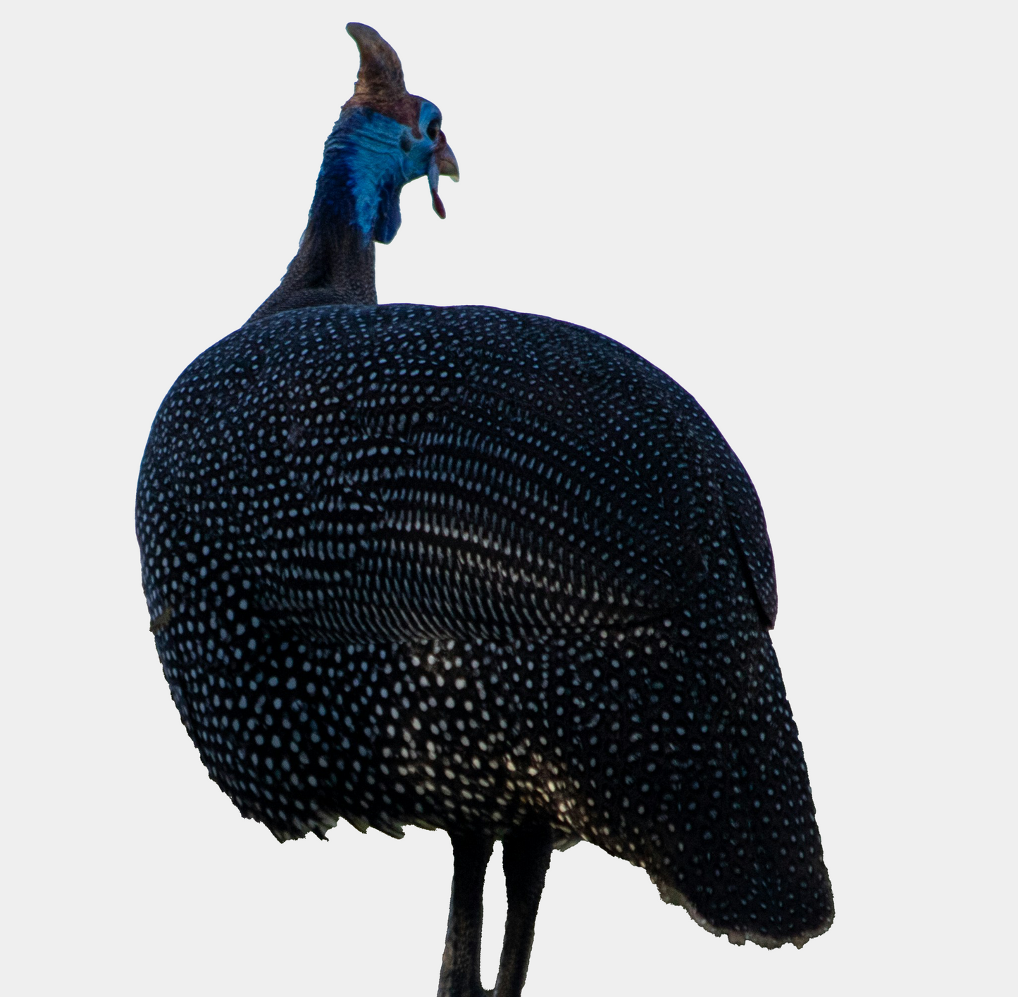 Guinea