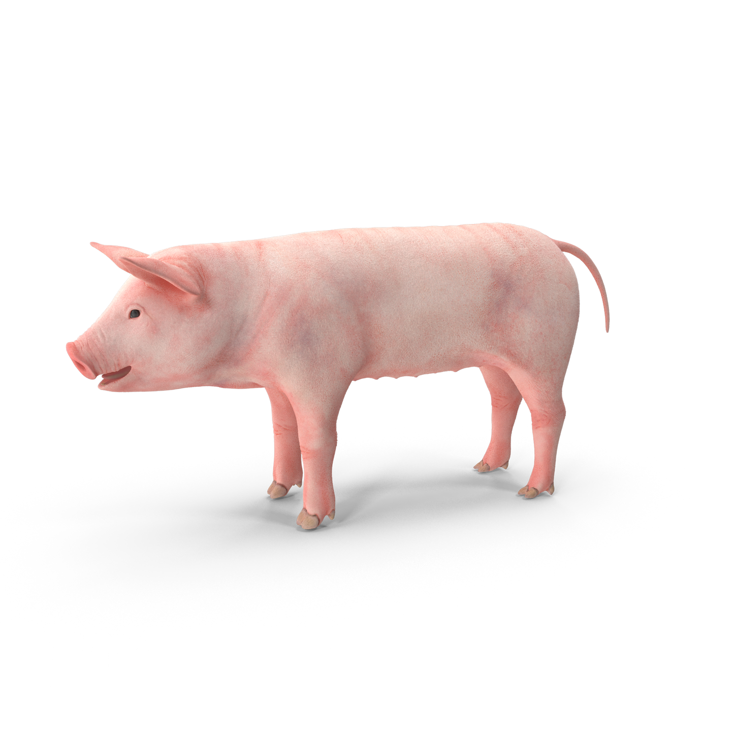 Pig