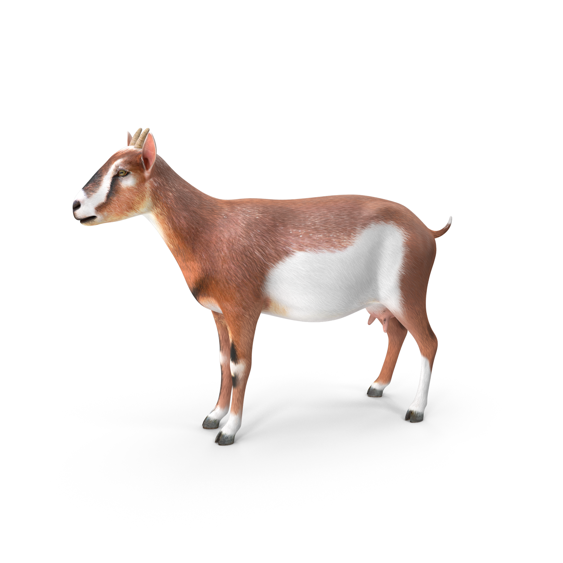 Goat – Keturah Farms /Venessa Battle Store